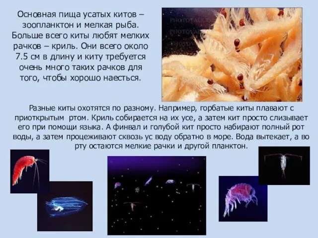 Основная пища усатых китов – зоопланктон и мелкая рыба. Больше