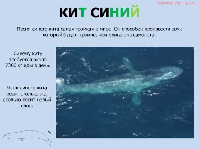 Balaenoptera musculus КИТ СИНИЙ Синему киту требуется около 7300 кг