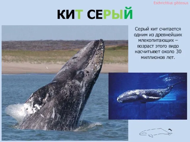 Eschrichtius gibbosus КИТ СЕРЫЙ Серый кит считается одним из древнейших