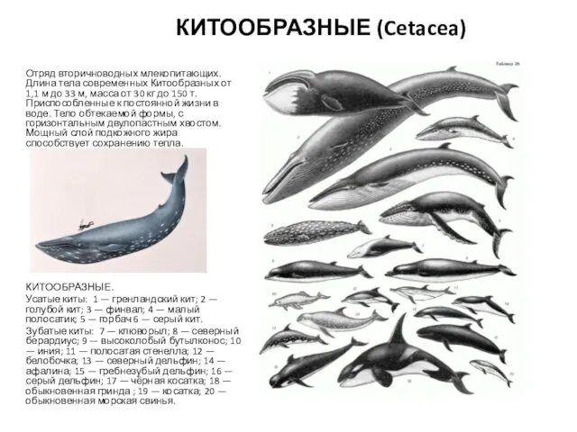 КИТООБРАЗНЫЕ (Cetacea) Отряд вторичноводных млекопитающих. Длина тела современных Китообразных от 1,1 м до