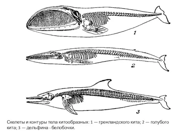 Скелеты и контуры тела китообразных: 1 — гренландского кита; 2 — голубого кита;