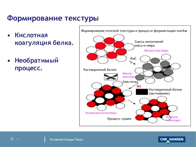 * Fermented Sausage Theory Формирование текстуры Кислотная коагуляция белка. Необратимый процесс.