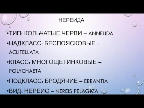 НЕРЕИДА ТИП: КОЛЬЧАТЫЕ ЧЕРВИ – ANNELIDA НАДКЛАСС: БЕСПОЯСКОВЫЕ - ACLITELLATA