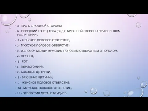 А - ВИД С БРЮШНОЙ СТОРОНЫ; Б - ПЕРЕДНИЙ КОНЕЦ