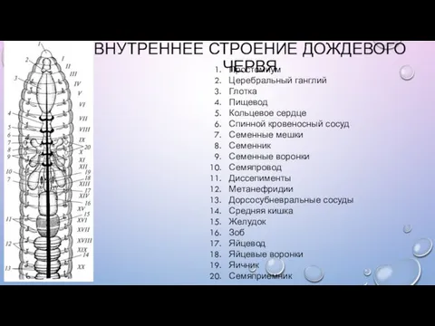 ВНУТРЕННЕЕ СТРОЕНИЕ ДОЖДЕВОГО ЧЕРВЯ Простомиум Церебральный ганглий Глотка Пищевод Кольцевое