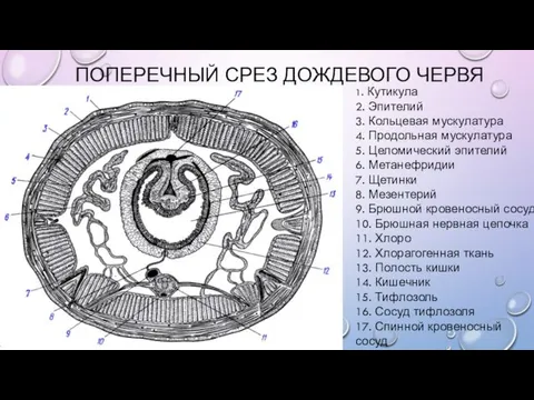 ПОПЕРЕЧНЫЙ СРЕЗ ДОЖДЕВОГО ЧЕРВЯ 1. Кутикула 2. Эпителий 3. Кольцевая