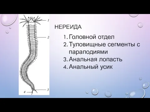 НЕРЕИДА Головной отдел Туловищные сегменты с параподиями Анальная лопасть Анальный усик