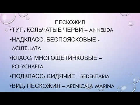 ПЕСКОЖИЛ ТИП: КОЛЬЧАТЫЕ ЧЕРВИ – ANNELIDA НАДКЛАСС: БЕСПОЯСКОВЫЕ - ACLITELLATA