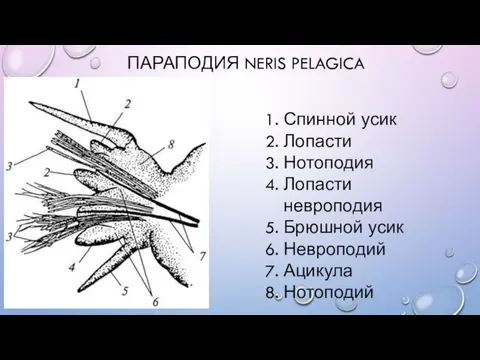 ПАРАПОДИЯ NERIS PELAGICA Спинной усик Лопасти Нотоподия Лопасти невроподия Брюшной усик Невроподий Ацикула Нотоподий