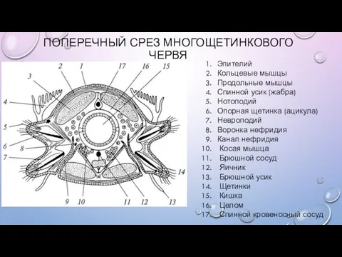 ПОПЕРЕЧНЫЙ СРЕЗ МНОГОЩЕТИНКОВОГО ЧЕРВЯ Эпителий Кольцевые мышцы Продольные мышцы Спинной