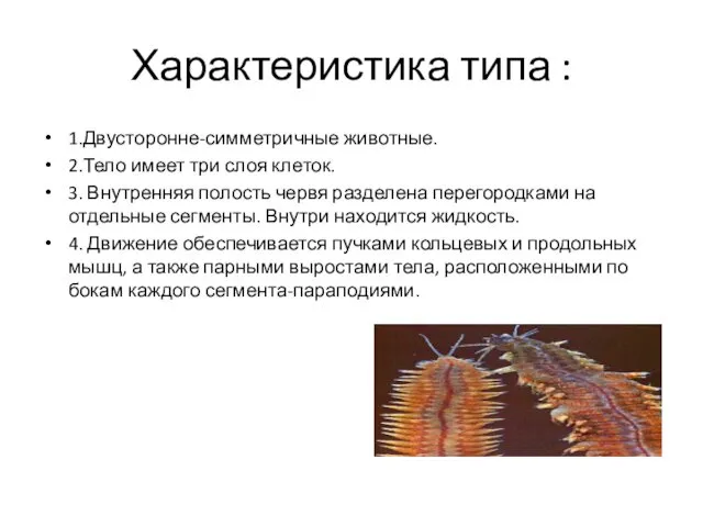 Характеристика типа : 1.Двусторонне-симметричные животные. 2.Тело имеет три слоя клеток.