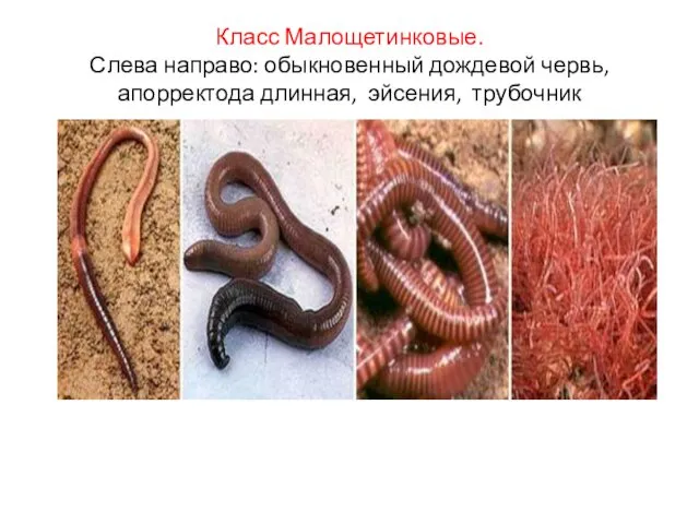 Класс Малощетинковые. Слева направо: обыкновенный дождевой червь, апорректода длинная, эйсения, трубочник