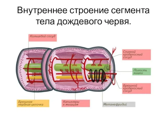 Внутреннее строение сегмента тела дождевого червя.