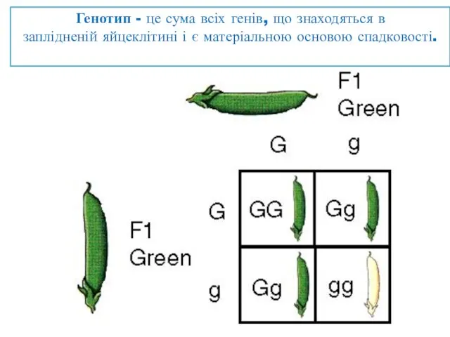Генотип - це сума всіх генів, що знаходяться в заплідненій яйцеклітині і є матеріальною основою спадковості.