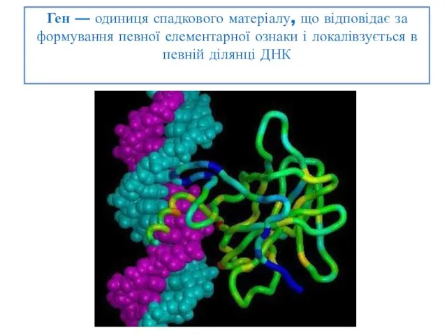 Ген — одиниця спадкового матеріалу, що відповідає за формування певної