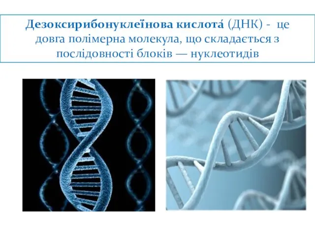 Дезоксирибонуклеї́нова кислота́ (ДНК) - це довга полімерна молекула, що складається з послідовності блоків — нуклеотидів