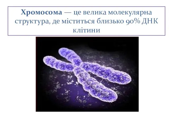 Хромосома — це велика молекулярна структура, де міститься близько 90% ДНК клітини