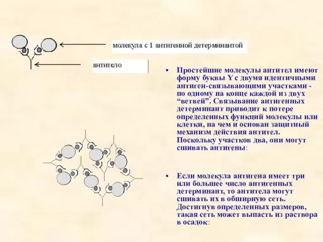 Простейшие молекулы антител имеют форму буквы Y с двумя идентичными