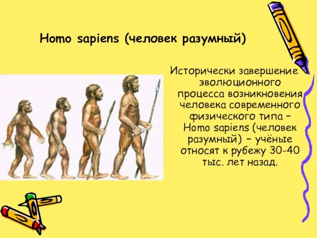 Homo sapiens (человек разумный) Исторически завершение эволюционного процесса возникновения человека современного физического типа
