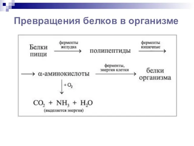 Превращения белков в организме