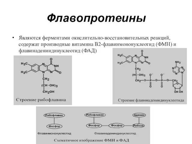 Флавопротеины Являются ферментами окислительно-восстановительных реакций, содержат производные витамина В2-флавинмононуклеотид (ФМН) и флавинадениндинуклеотид (ФАД)