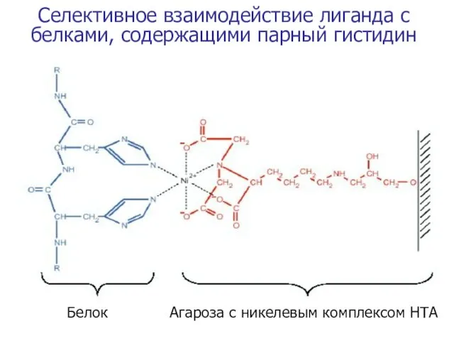 Селективное взаимодействие лиганда с белками, содержащими парный гистидин