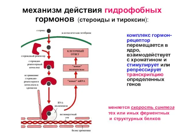 механизм действия гидрофобных гормонов (стероиды и тироксин): комплекс гормон-рецептор перемещается