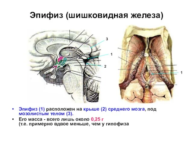 Эпифиз (шишковидная железа) Эпифиз (1) расположен на крыше (2) среднего