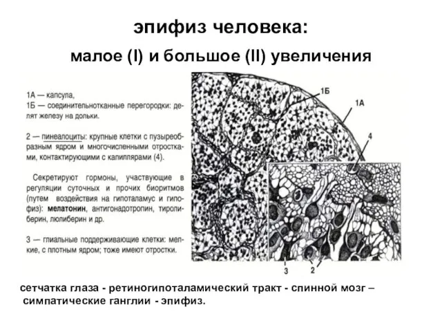 эпифиз человека: малое (I) и большое (II) увеличения сетчатка глаза