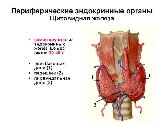 Периферические эндокринные органы Щитовидная железа самая крупная из эндокринных желёз.
