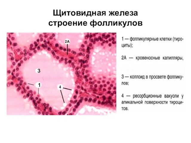 Щитовидная железа строение фолликулов 3 1