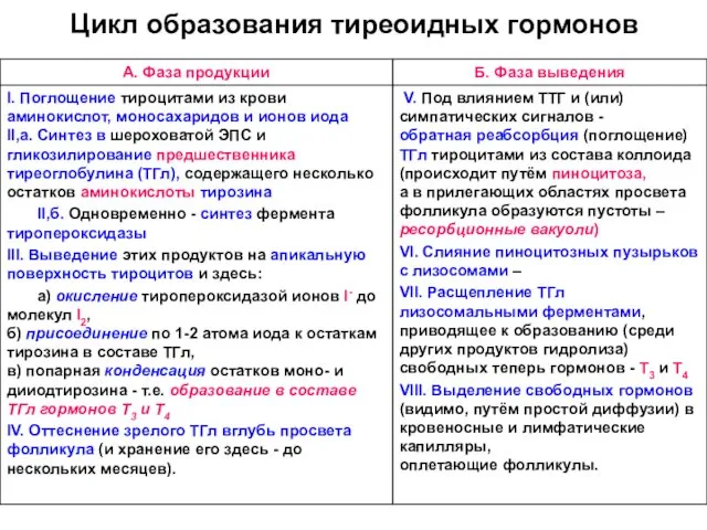 Цикл образования тиреоидных гормонов