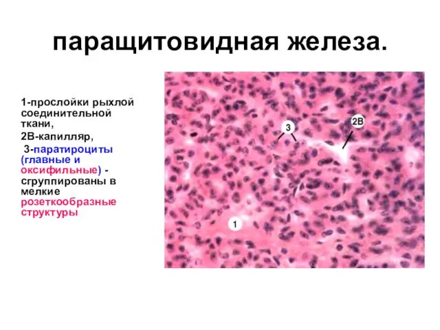 паращитовидная железа. 1-прослойки рыхлой соединительной ткани, 2В-капилляр, 3-паратироциты (главные и оксифильные) -сгруппированы в мелкие розеткообразные структуры