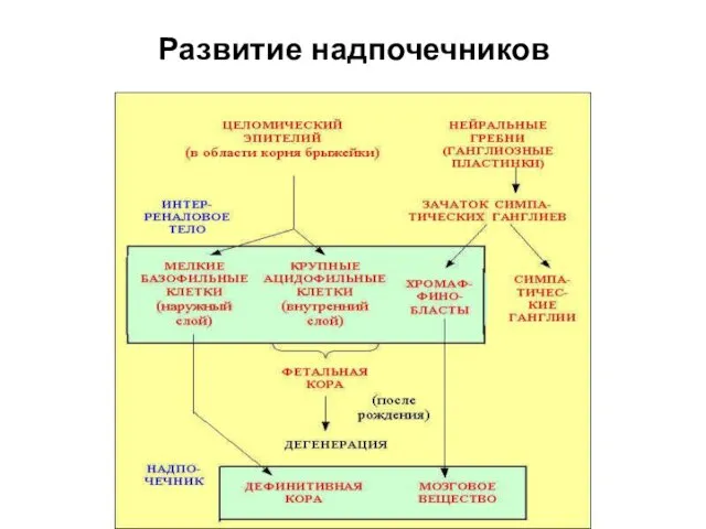 Развитие надпочечников