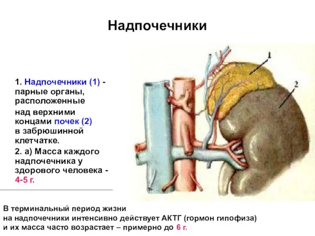 Надпочечники 1. Надпочечники (1) - парные органы, расположенные над верхними