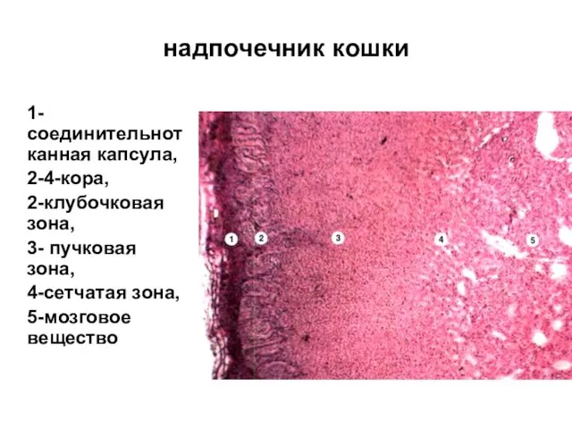 надпочечник кошки 1-соединительнотканная капсула, 2-4-кора, 2-клубочковая зона, 3- пучковая зона, 4-сетчатая зона, 5-мозговое вещество