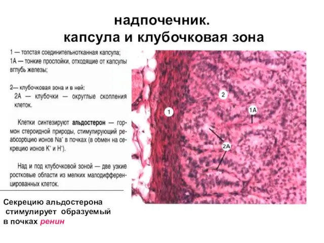надпочечник. капсула и клубочковая зона Секрецию альдостерона стимулирует образуемый в почках ренин