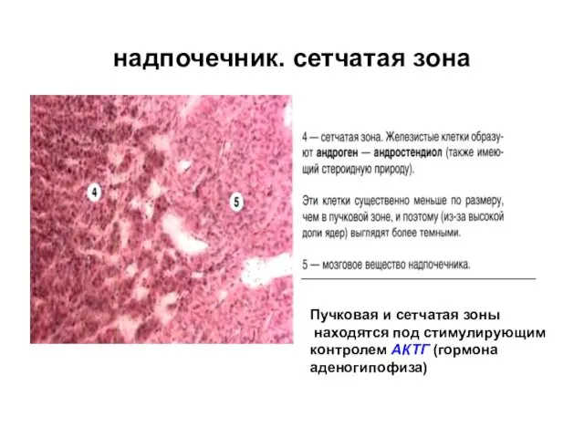 надпочечник. сетчатая зона Пучковая и сетчатая зоны находятся под стимулирующим контролем АКТГ (гормона аденогипофиза)