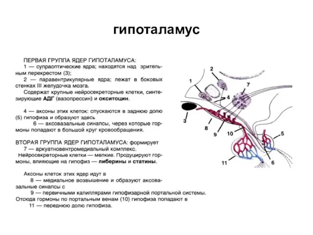 гипоталамус