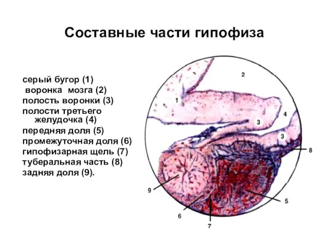 Составные части гипофиза серый бугор (1) воронка мозга (2) полость