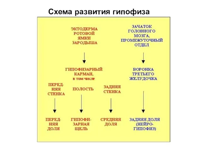 Схема развития гипофиза