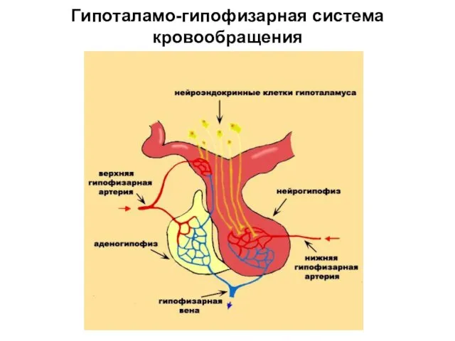 Гипоталамо-гипофизарная система кровообращения