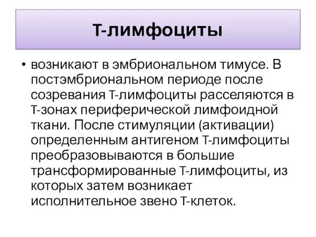 T-лимфоциты возникают в эмбриональном тимусе. В постэмбриональном периоде после созревания