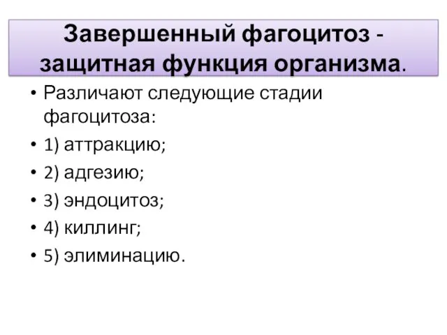 Завершенный фагоцитоз - защитная функция организма. Различают следующие стадии фагоцитоза: