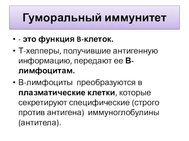 Гуморальный иммунитет - это функция B-клеток. Т-хелперы, получившие антигенную информацию,