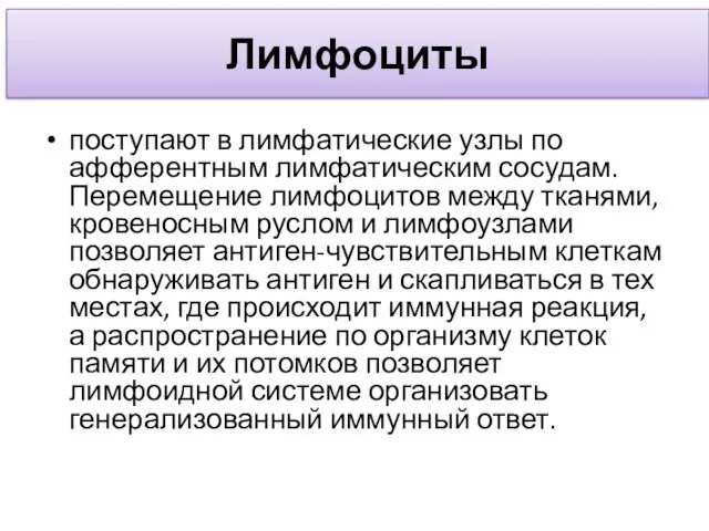 Лимфоциты поступают в лимфатические узлы по афферентным лимфатическим сосудам. Перемещение