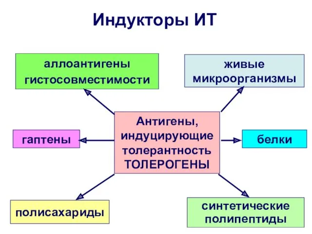 Антигены, индуцирующие толерантность ТОЛЕРОГЕНЫ белки полисахариды живые микроорганизмы аллоантигены гистосовместимости гаптены синтетические полипептиды Индукторы ИТ