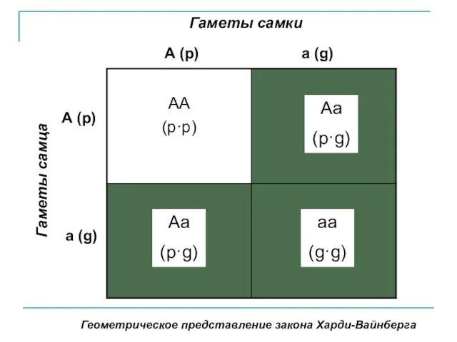 Геометрическое представление закона Харди-Вайнберга Гаметы самки А (р) а (g) Гаметы самца А