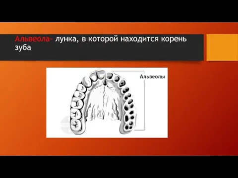Альвеола- лунка, в которой находится корень зуба