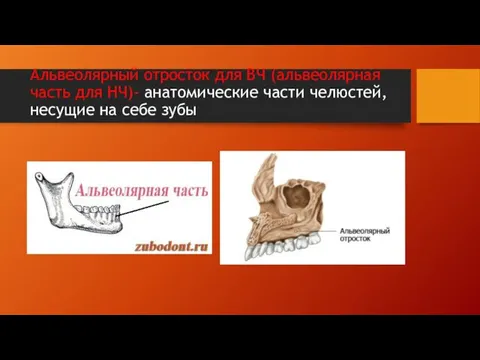 Альвеолярный отросток для ВЧ (альвеолярная часть для НЧ)- анатомические части челюстей, несущие на себе зубы